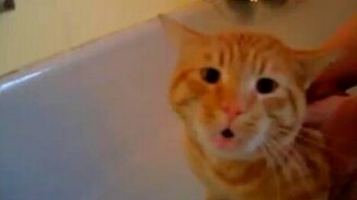 Кот, который ненавидит купаться - смотреть видео (2:43)