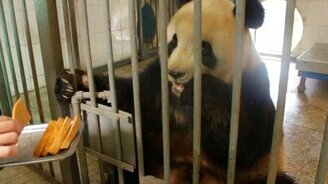 Чавкающая панда - смотреть видео (0:23)