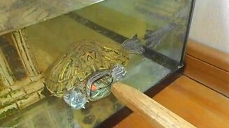 Черепаха против меча - смотреть видео (1:19)