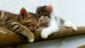 Котята-балдёжники - смотреть видео (0:52)