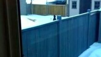 Собака-циркачка - смотреть видео (0:32)