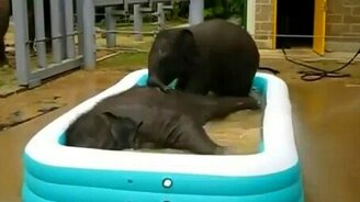 Слоники наслаждаются купанием - смотреть видео (0:35)