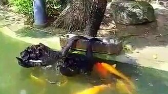 Лебеди кормят рыбок - смотреть видео (1:09)