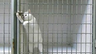 Смышлёный кот против клетки - смотреть видео (1:03)