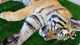 Дай мне поспать! - смотреть видео (2:50)