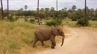 Мам, погоди меня! - смотреть видео (0:17)