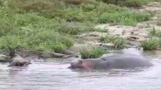 Неравнодушный бегемот и антилопа - смотреть видео (3:49)