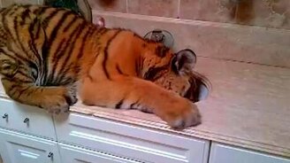 Приключения тигра в раковине - смотреть видео (2:53)