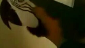 Попугай ругается по-американски - смотреть видео (0:13)