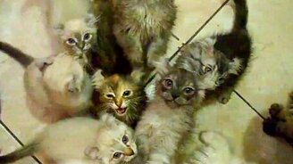 Один котёнок - хорошо... - смотреть видео (0:41)