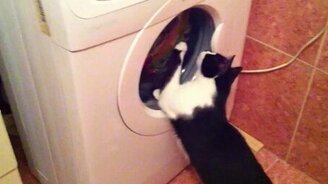 Кот старательно стирает - смотреть видео (0:34)