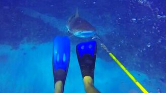 Дайвер противостоит акуле - смотреть видео (3:25)