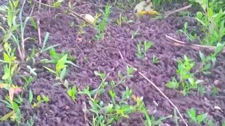 Нашествие лягушек - смотреть видео (0:30)