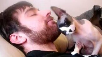 Лысый кот и борода хозяина - смотреть видео (1:40)