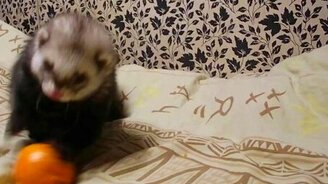 Милый хорёк играет с мандарином - смотреть видео (0:52)