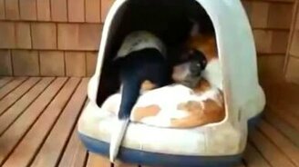 В тесноте, да не в обиде! - смотреть видео (0:35)