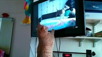 Котяра смотрит на собратьев по тв - смотреть видео (1:06)