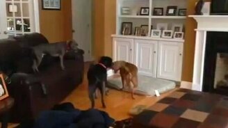 Собака учится летать - смотреть видео (0:32)