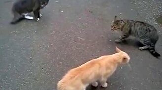 Восточные коты-каратисты - смотреть видео (2:52)