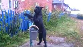 Верный носильщик воды - смотреть видео (1:29)