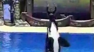 Дружба человека и касатки - смотреть видео (3:42)