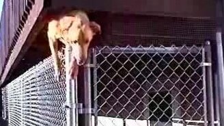 Собака-скалолаз - смотреть видео (1:09)