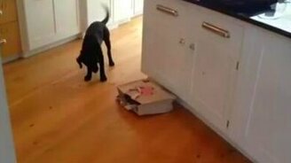 Пёс против загадочного пакета - смотреть видео (0:08)