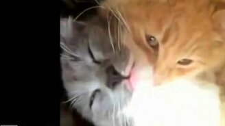 Смешные короткие ролики с котами - смотреть видео (3:28)