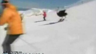 Страус на лыжах - смотреть видео (0:33)