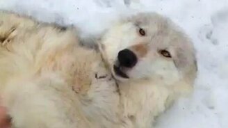 Игривая волчица - смотреть видео (0:34)