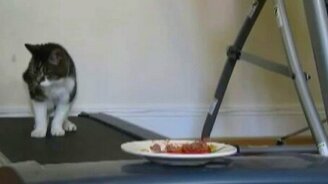 Как привести в форму толстого кошака - смотреть видео (2:09)