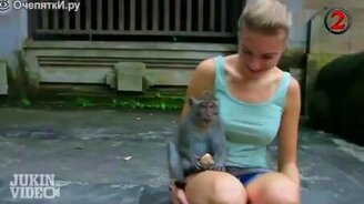 Самые наглые обезьяны - смотреть видео (2:31)