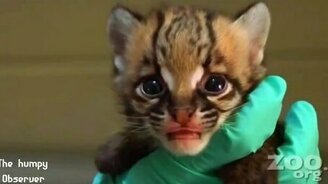 Трогательный и милый зверинец - смотреть видео (6:42)