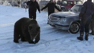Ручной медведь - смотреть видео (2:32)