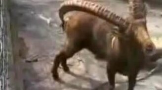 Зачем козлу такие большие рога? - смотреть видео (0:41)