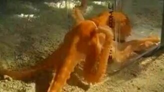 Компактный и гибкий осьминог - смотреть видео (0:40)