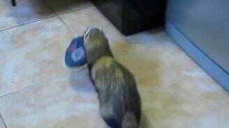 Куда пропадают тапочки? - смотреть видео (1:00)