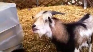 Коза думает, что она курица - смотреть видео (1:11)