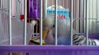 Голодный бунт попугая - смотреть видео (1:00)