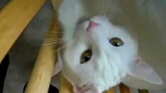 Разговор с кошкой - смотреть видео (1:07)