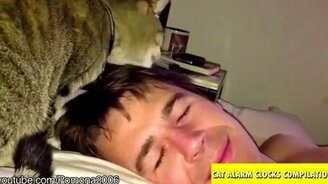 Коты-будильники - смотреть видео (1:11)