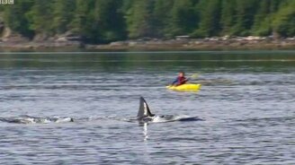 Человек на каноэ вблизи касаток - смотреть видео (4:03)