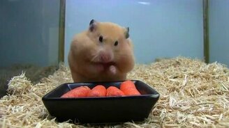 Хомяк запасает морковку - смотреть видео (0:42)