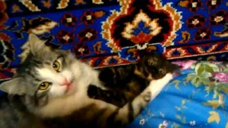 Котёнок-чертёнок играет с мамкой - смотреть видео (1:35)