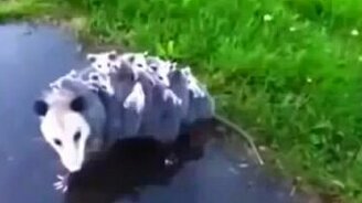 Мама-опоссум несёт малышей - смотреть видео (0:30)