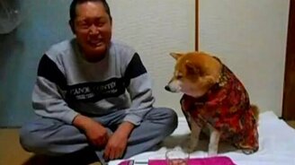 Верный пёс уберегает от алкоголя - смотреть видео (0:54)