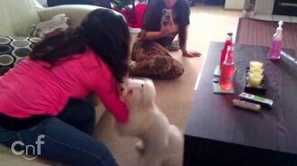 Смешные и сообразительные собаки - смотреть видео (2:12)