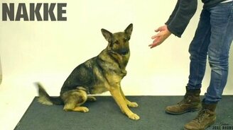 Протяни руки собаке - смотреть видео (1:48)