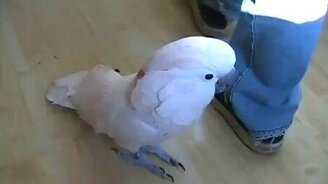 Попугай раскрепощается под музыку - смотреть видео (2:00)