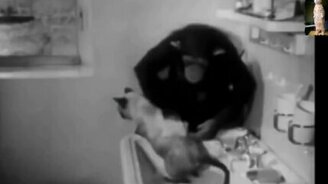 Обезьяна искупала кота - смотреть видео (0:31)